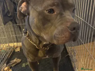 Mixed Breed dogs 1yr old male American staff - Advert 2