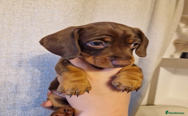 Dachshund dogs - Advert 1