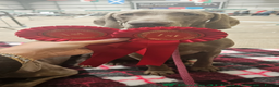 Weimaraner dogs for sale: Two gorgeous kc Weimaraner boys  - Advert 12