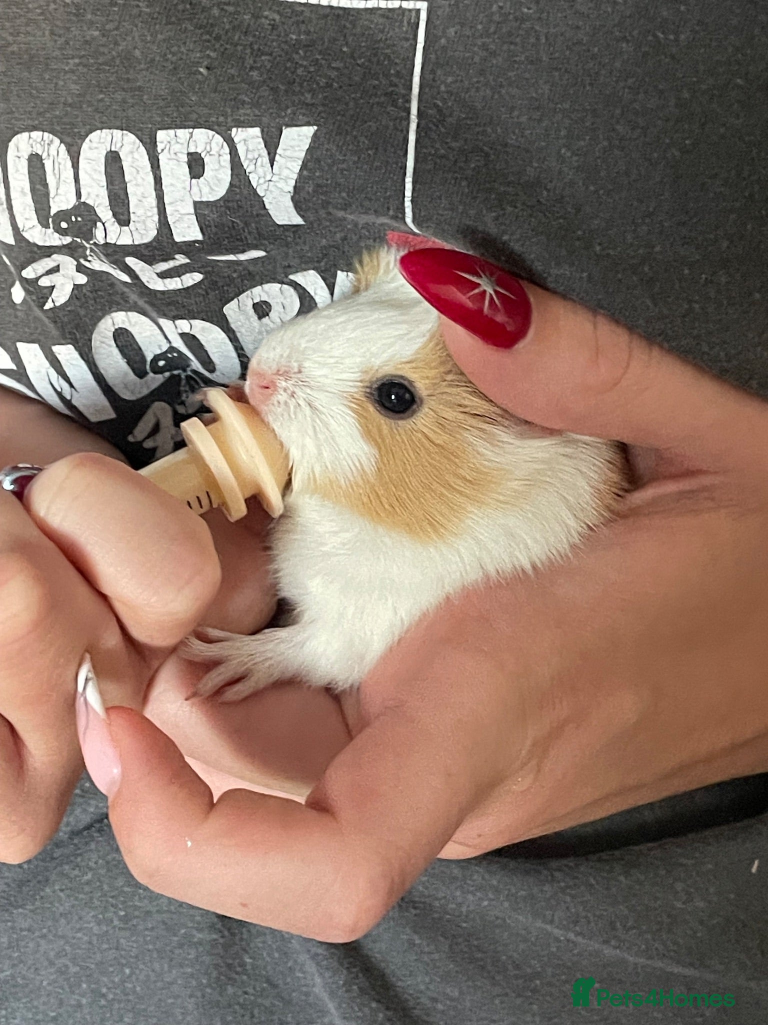 Guinea Pig rodents Gorgeous guinea pigs ultra tame 50% hand reared - Advert 7