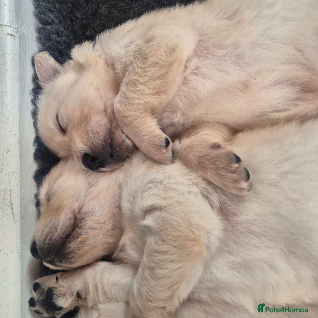 Golden Retriever dogs for sale: Beautiful golden retriever pupoies - Image 7