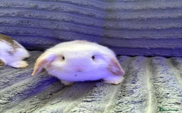 Mini Lop rabbits for sale: Beautiful mini lop Babies  - Image 5