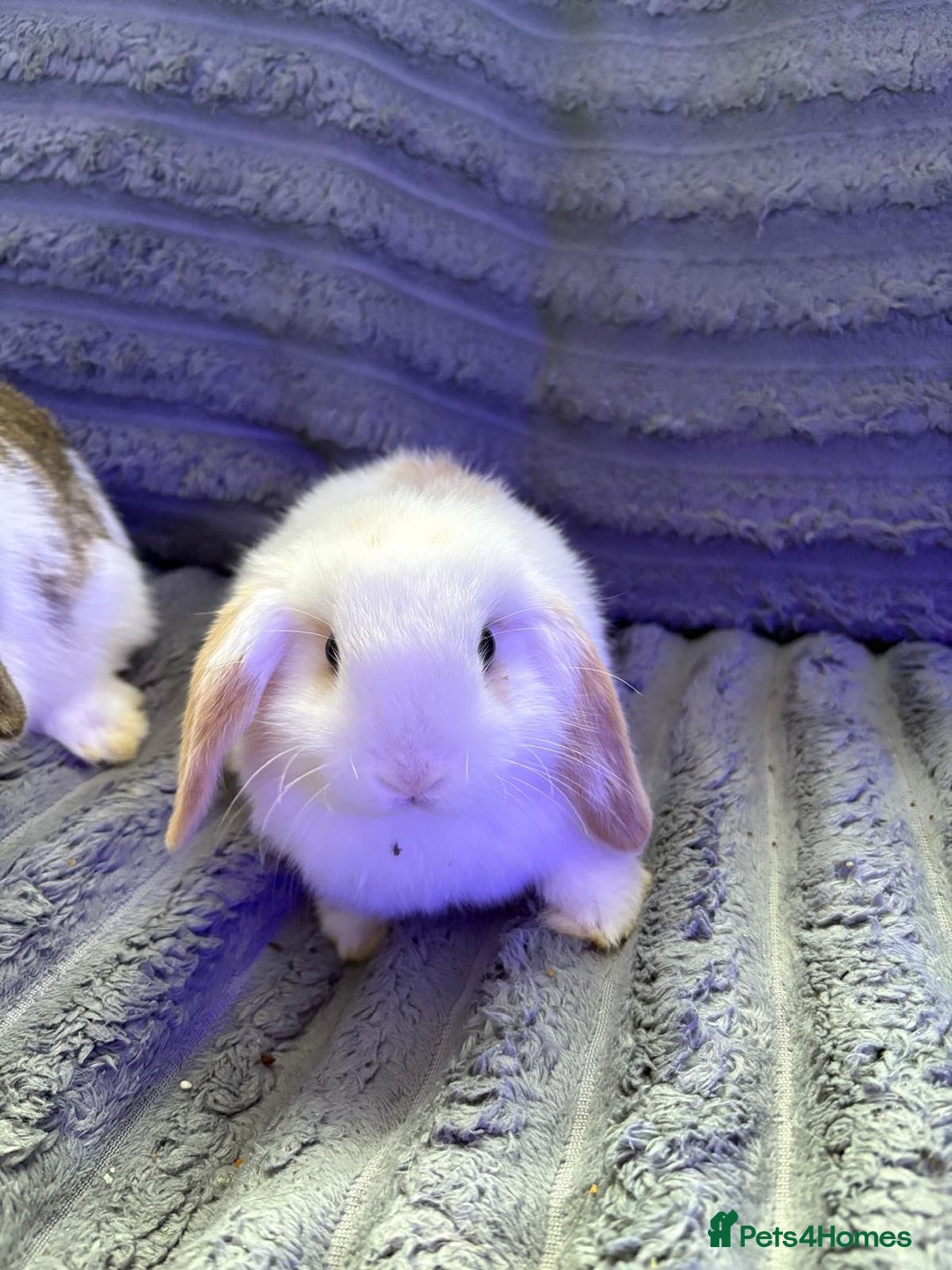Mini Lop rabbits for sale: Beautiful mini lop Babies  - Image 5