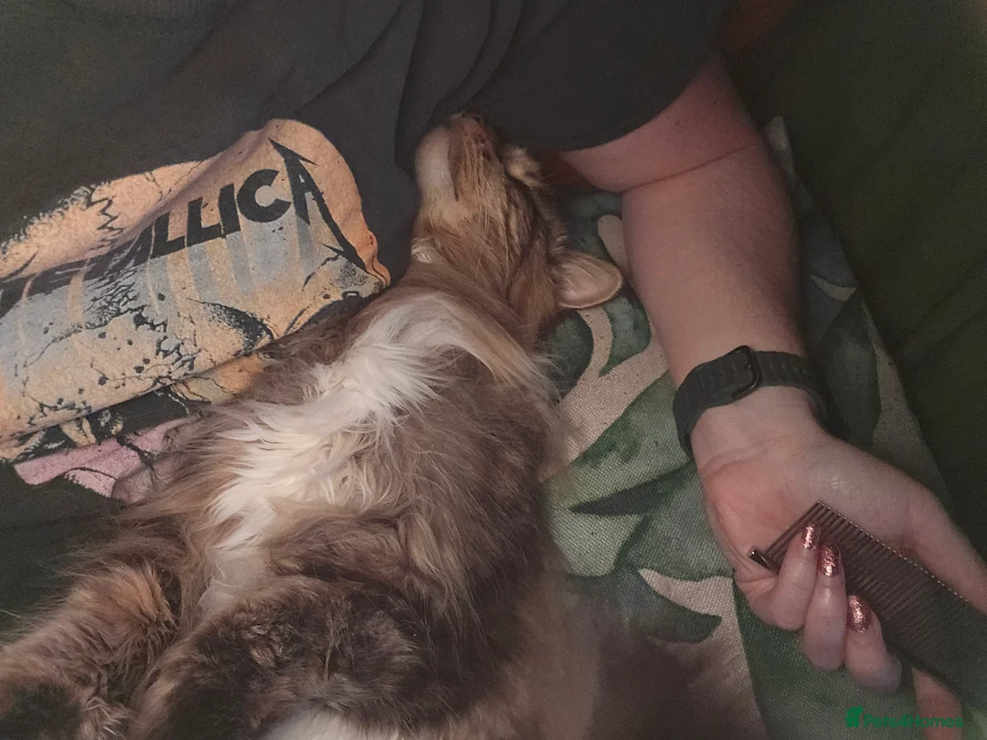 Mixed Breed cats for sale: Sisters looking for a new family home <3 - Advert 11