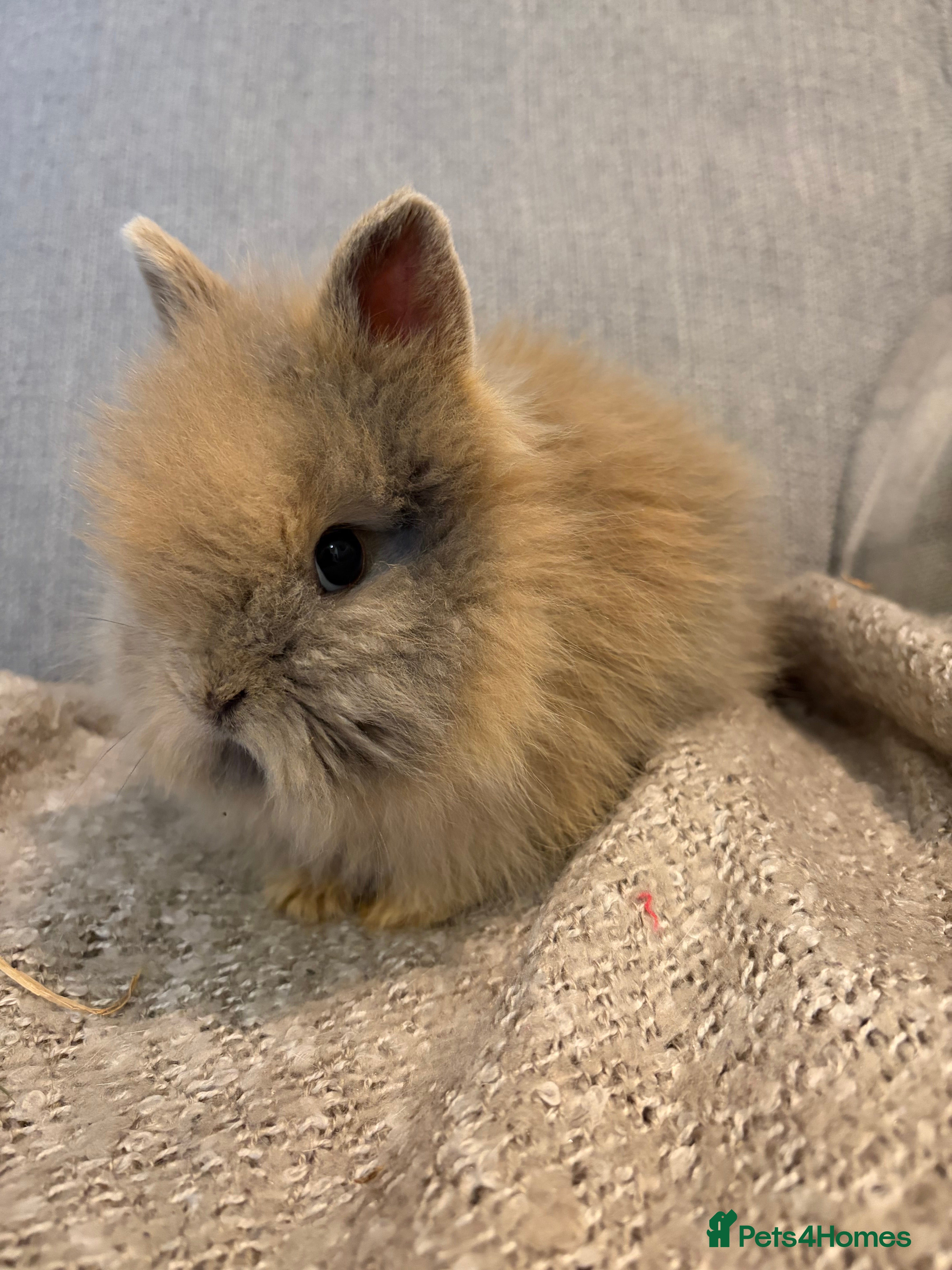 Lionhead rabbits Double mane lion head baby’s for sale  - Advert 7
