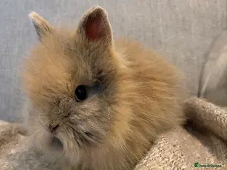 Lionhead rabbits Double mane lion head baby’s for sale - Advert 7