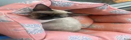Siamese cats for sale: Two female siamese kittens  - Advert 6