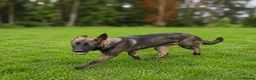 German Shepherd dogs for sale: EXCEPTIONAL IMPORT GERMAN SHEPHERD CZECH MALE 🇨🇿 - Advert 5