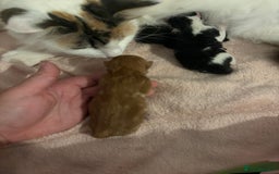Domestic Shorthair cats for sale: 3 male kittens  - Image 2