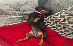 Miniature Dachshund dogs for sale: Spooky the miniature dachshund - Image 7