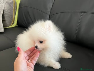 Pomeranian dogs 🐼Teddy Face🔥Top quality 🏆Very Tiny - Advert 1