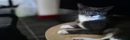 Mixed Breed cats for sale: B&W Kitten looking 4 home  - Advert 2