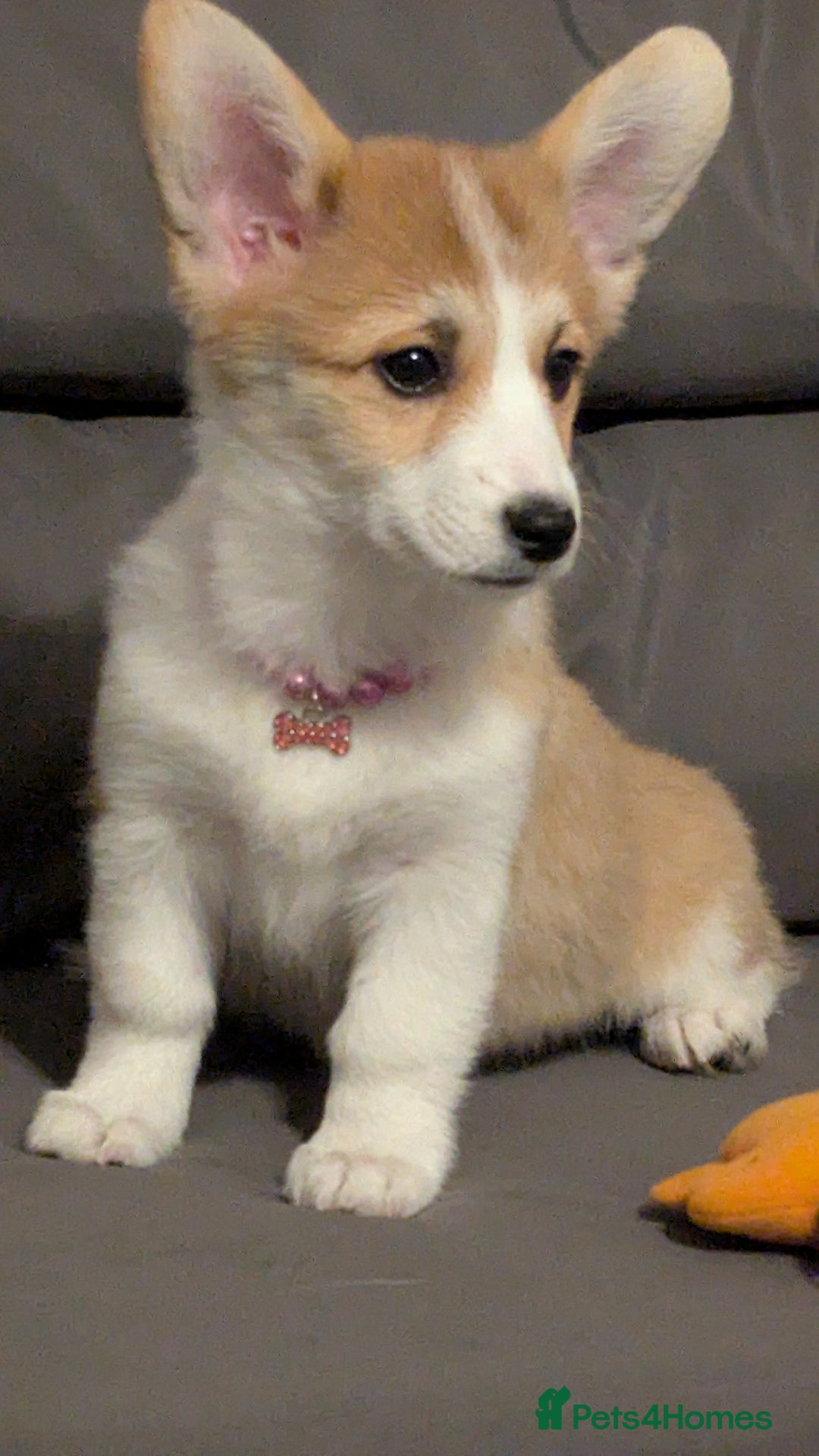 Welsh Corgi Pembroke dogs for sale: Champion line corgi puppies health tested parents  - Advert 3