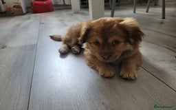 Mixed Breed dogs for sale: Pekingese mix breed puppies  - Advert 14