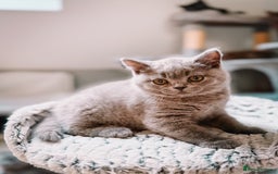 British Shorthair cats for sale: Last Blue boy British shorthair kitten GCCF - Image 5