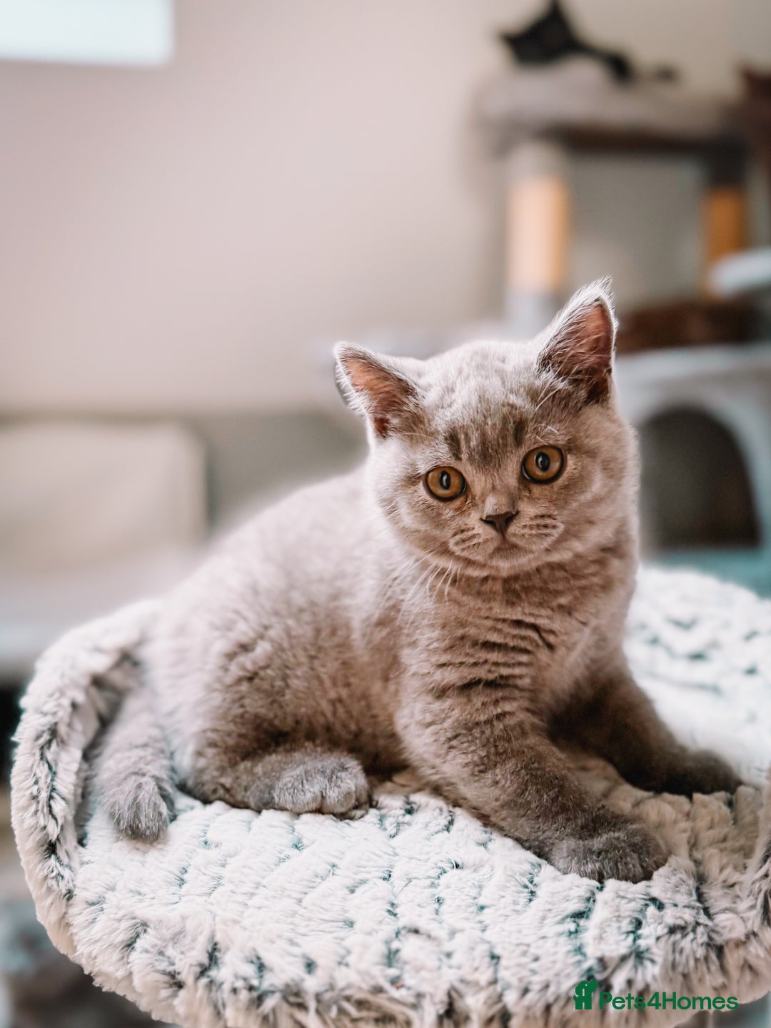 British Shorthair cats for sale: Last Blue boy British shorthair kitten GCCF - Image 5