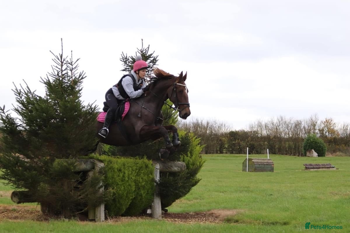 British Warmblood horses Project horse with HUGE potential - Advert 1