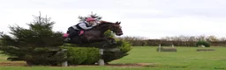 British Warmblood horses for sale: Project horse with HUGE potential - Advert 1