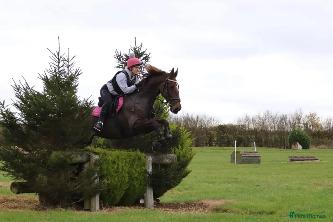 British Warmblood horses for sale: Project horse with HUGE potential - Advert 1