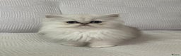 Persian cats for sale: Persian kitten - Advert 9