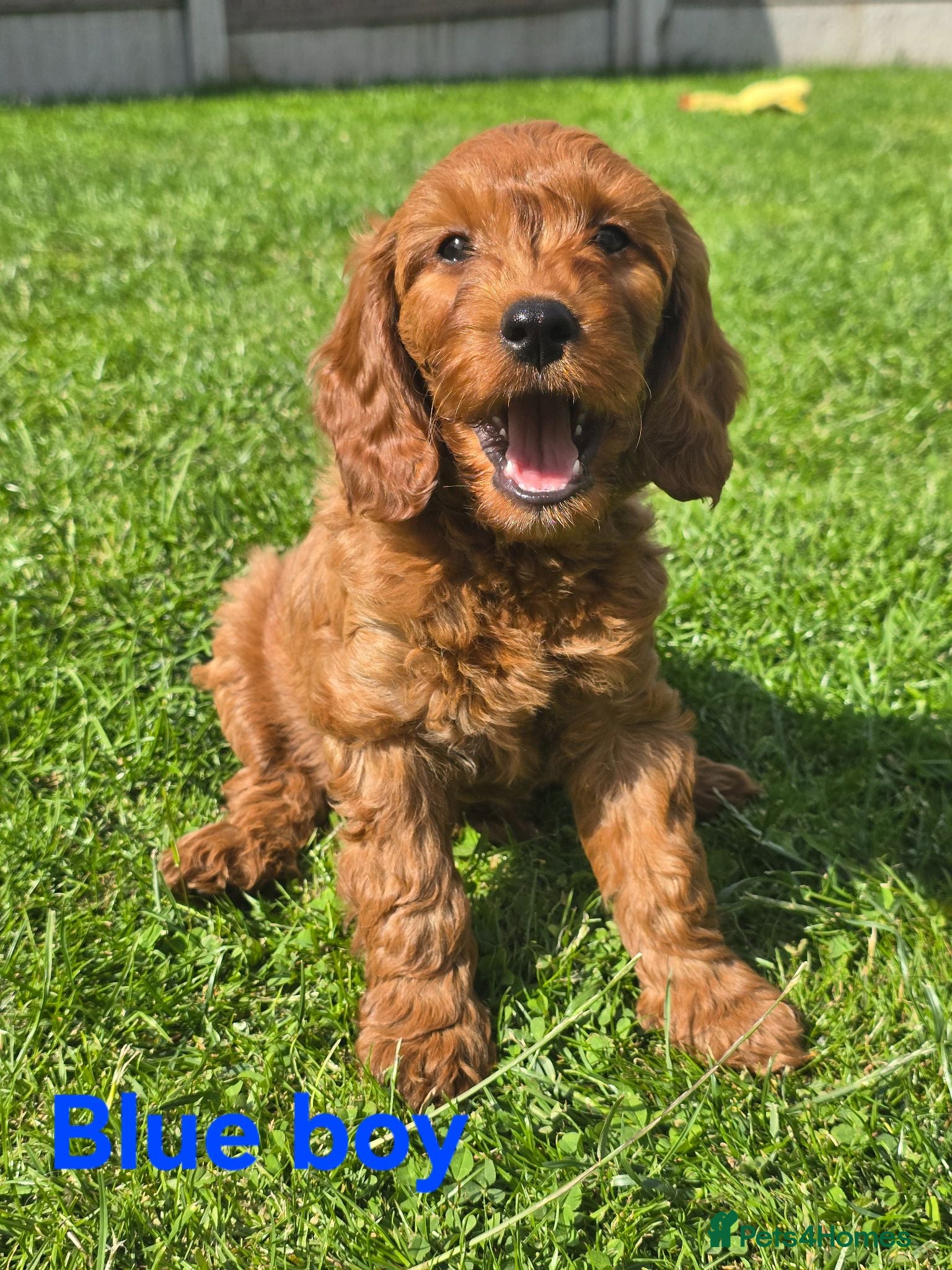 Cavapoo dogs MiniatureF1B💥DNAHealthTestedParents💥FamilyRaised - Advert 2