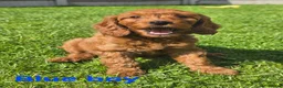 Cavapoo dogs for sale: MiniatureF1B💥DNAHealthTestedParents💥FamilyRaised - Advert 1