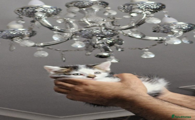 Turkish Angora cats - Advert 1