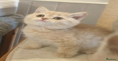 British Shorthair cats - Advert 15