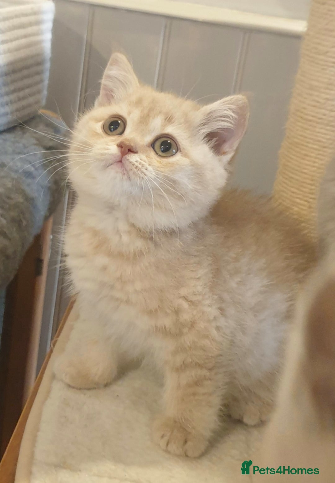 British Shorthair cats for sale: Top Quality British Shorthair kittens  - Image 3