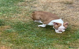 Boston Terrier dogs for sale: 2 females left !!!!!!! - Image 14
