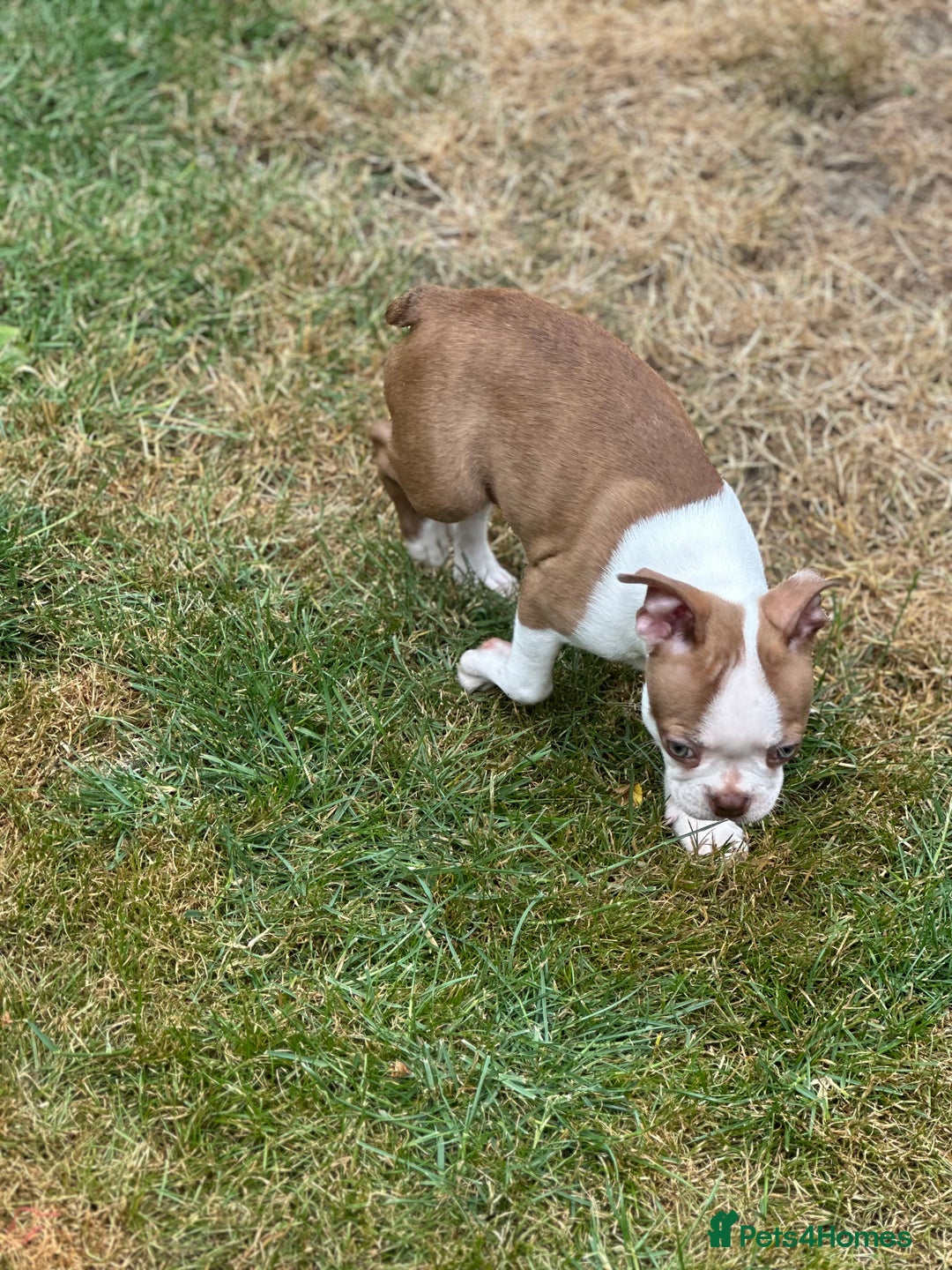 Boston Terrier dogs for sale: 2 females left !!!!!!! - Image 14