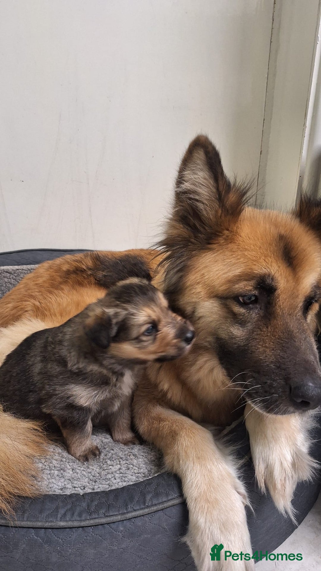 Mixed Breed dogs for sale: Shollie Pup - Advert 5