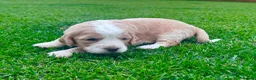 Cockapoo dogs for sale: Beautiful Cockapoo Babies 🐾🐾🐾 - Advert 16