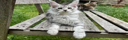 Maine Coon cats for sale: Adorable Maine Coon Kittens - Advert 2