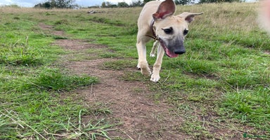 Whippet dogs - Advert 4