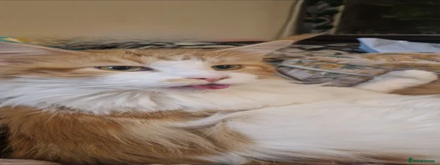 Delilah