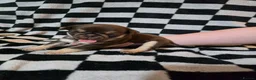 Pug dogs for sale: Kc registered Pug puppies  - Advert 15