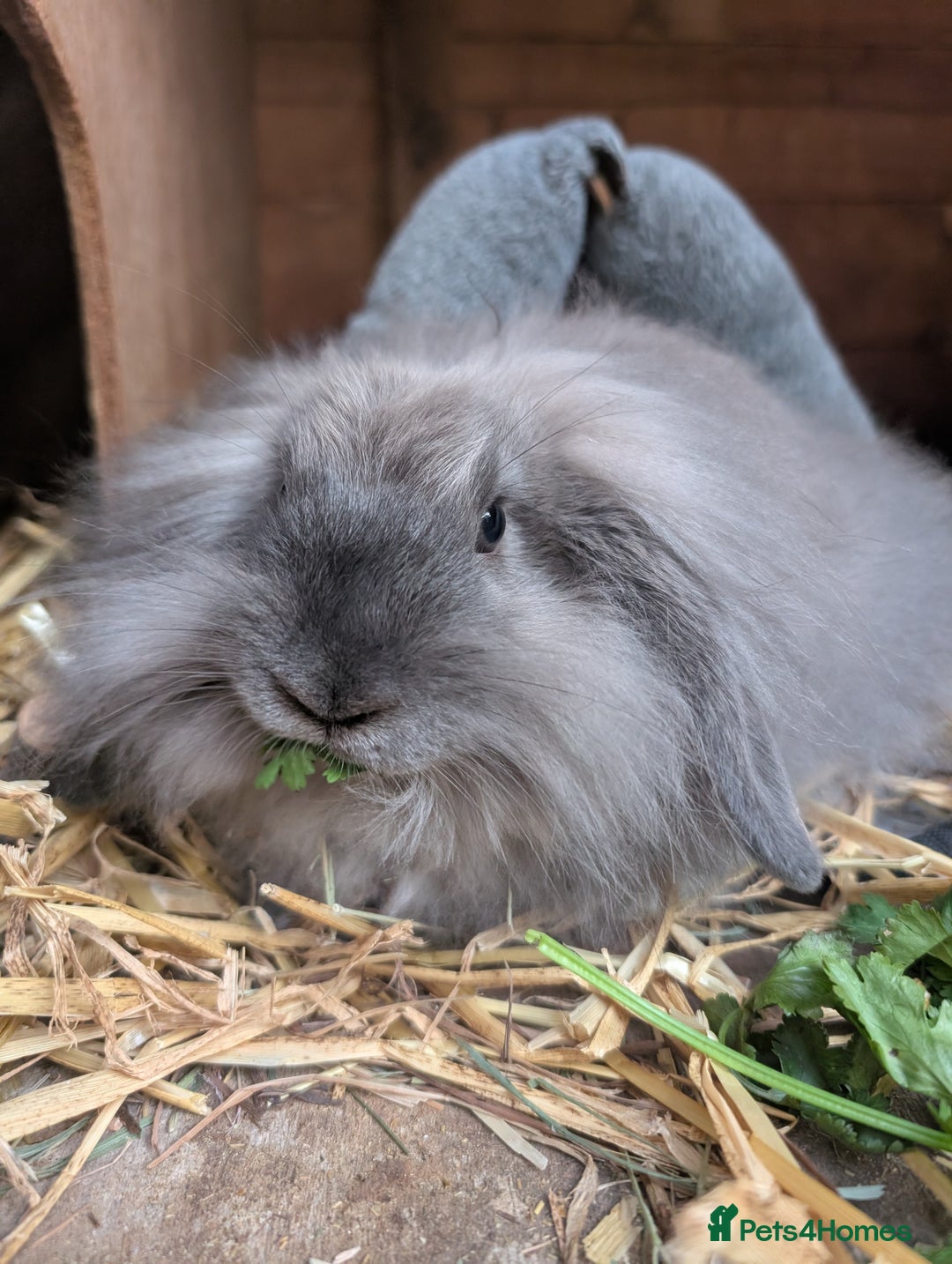 Angora rabbits for sale: Angora xLop - Image 2