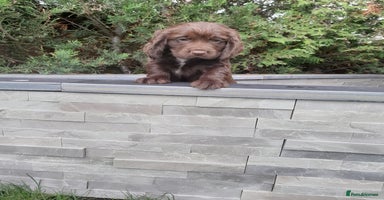 Cocker Spaniel dogs - Advert 10