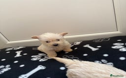 West Highland Terrier dogs for sale: DNA health tested Westie-poos  - Image 5