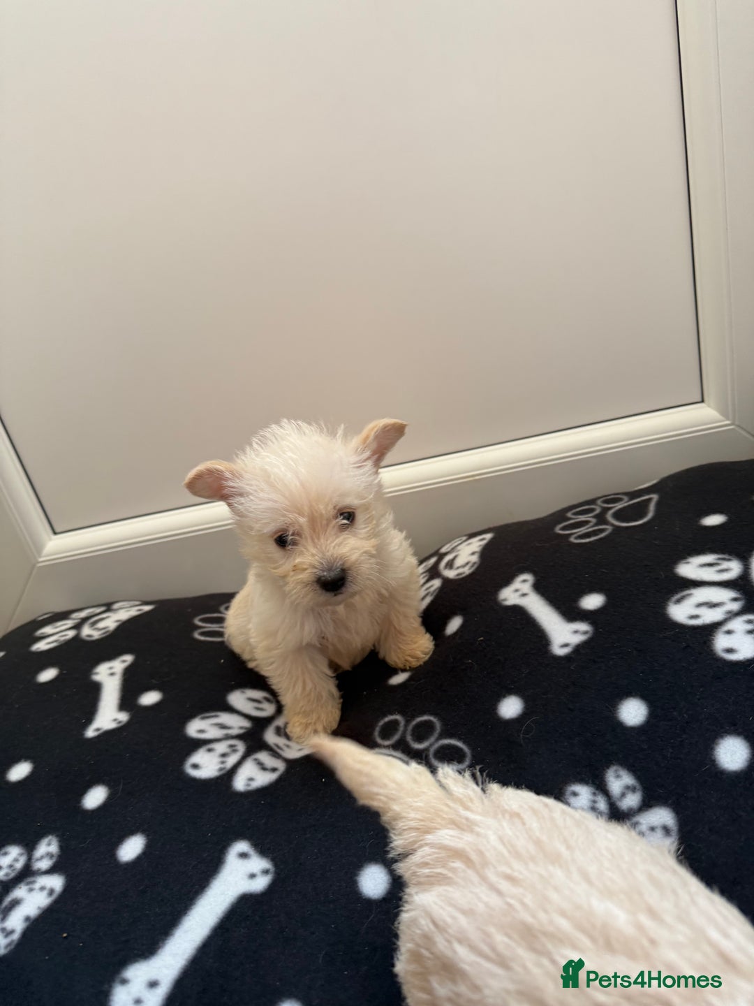 West Highland Terrier dogs for sale: DNA health tested Westie-poos  - Image 5