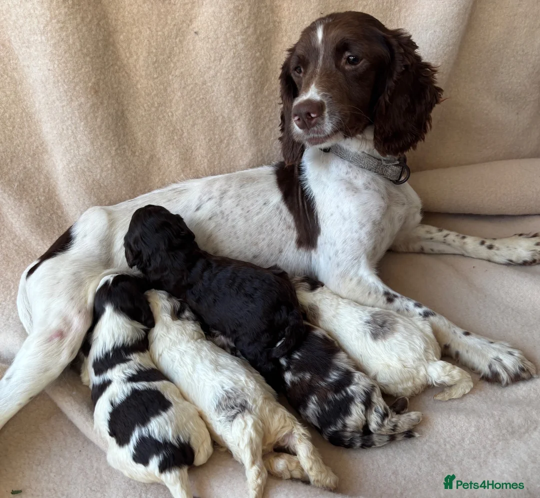 Sproodle dogs for sale: F1 Sproodle Puppies  - Advert 1