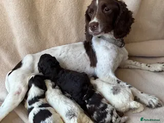 Sproodle dogs F1 Sproodle Puppies - Advert 2