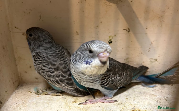 Budgerigars birds - Advert 8