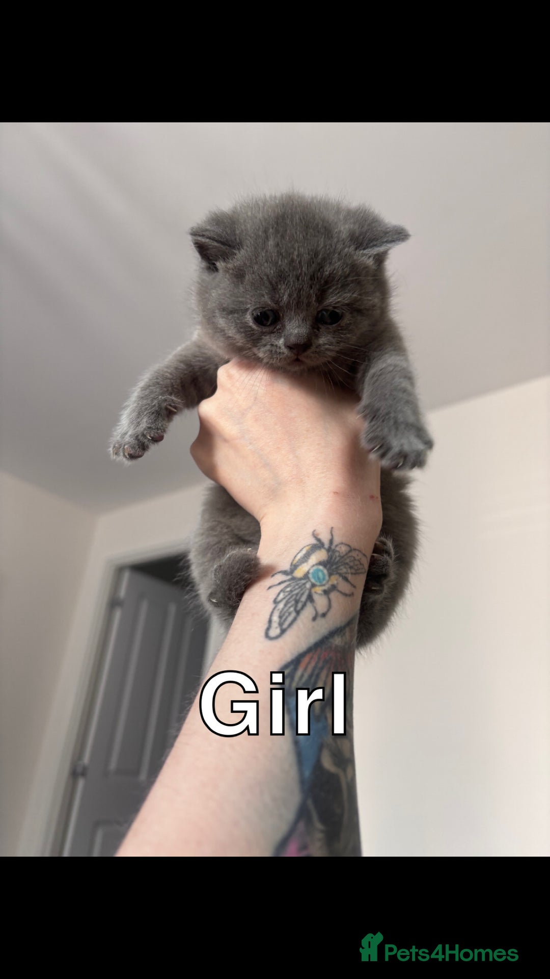 British Shorthair cats for sale: Blue British Shorthair kittens in Walsall - Image 4