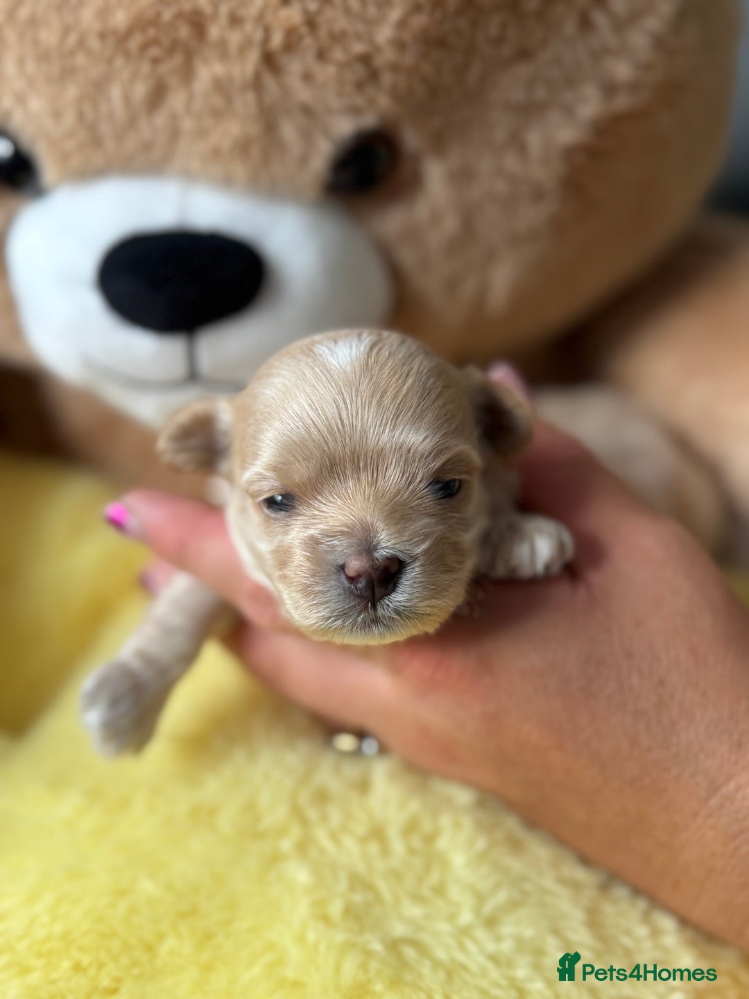 Maltipoo dogs for sale: Tiny F1 Asian Maltipoo puppies. Reserve now! - Image 10