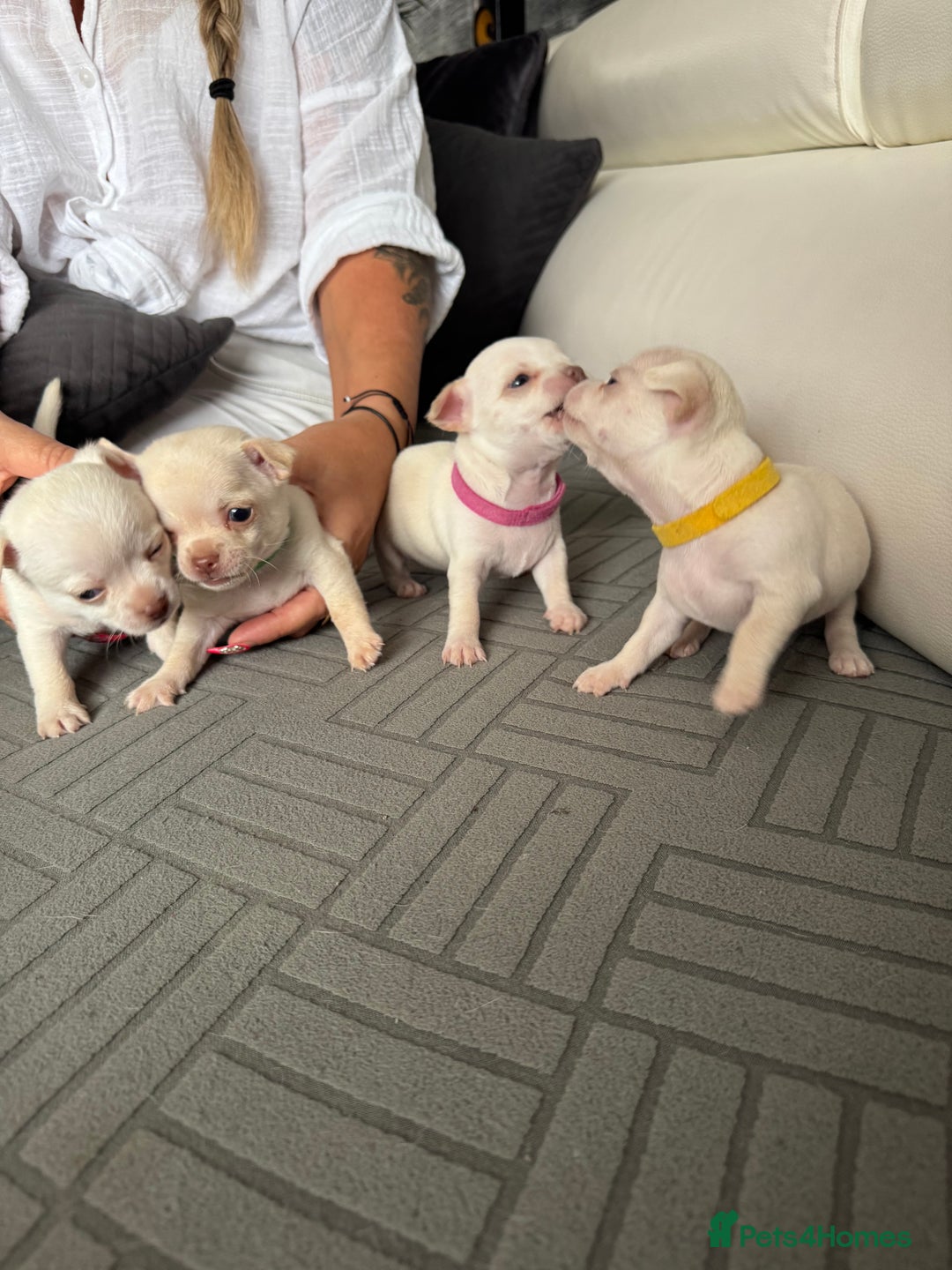 Chihuahua dogs for sale: 🐶 tiny chihuahua pups - Image 12