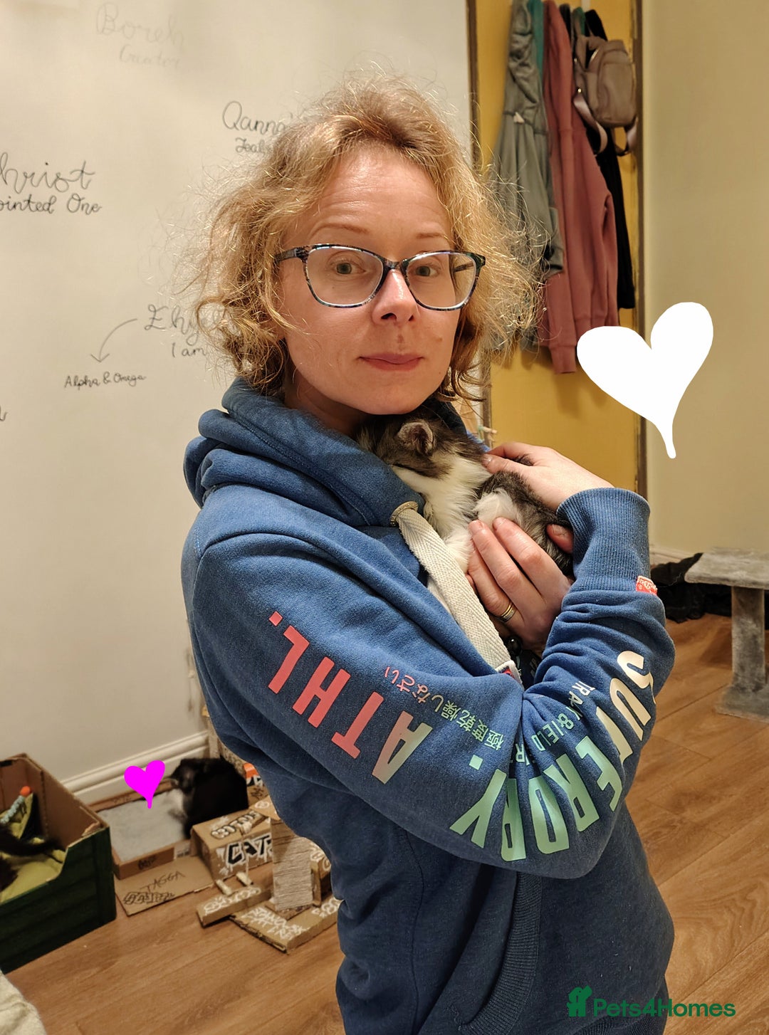 Ragcoon cats for sale: Mainecoon x Ragdoll kittens  - Advert 4