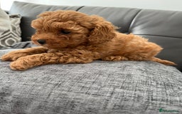 Poochon dogs for sale: 1 female red Poochon puppy  - Image 6