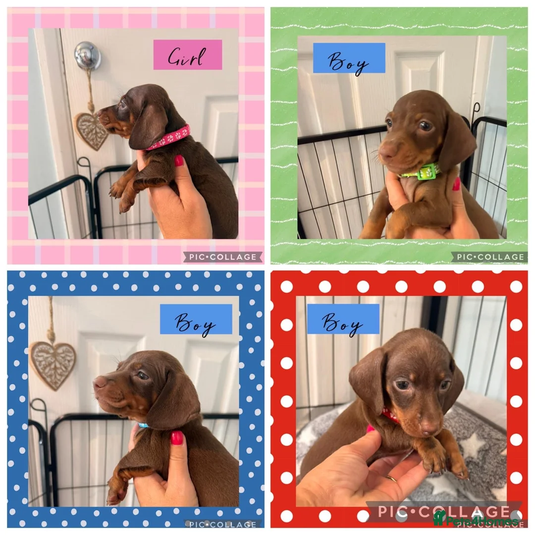 Miniature Dachshund dogs for sale: Beautiful Chocolate & Tan K.C Registered Puppies - Advert 1